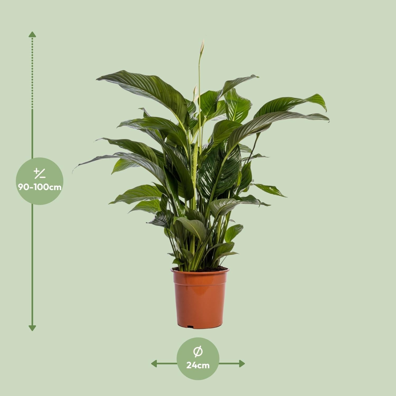 Spathiphyllum Bellini - 100cm - Forestbloom