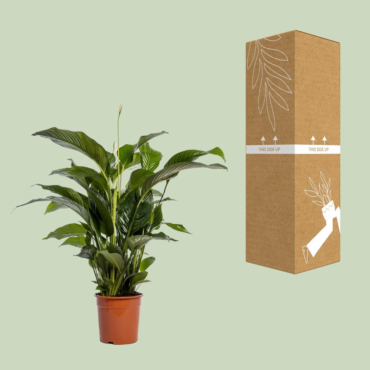 Spathiphyllum Bellini - 100cm - Forestbloom