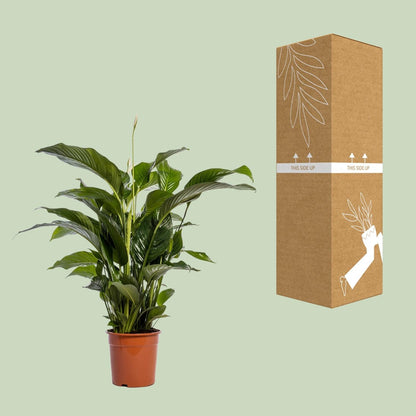 Spathiphyllum Bellini - 100cm - Forestbloom
