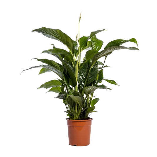 Spathiphyllum Bellini - 100cm - Forestbloom
