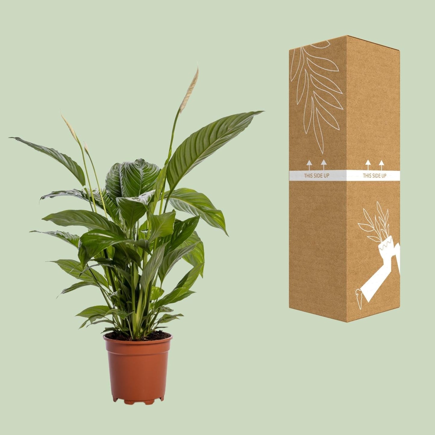 Spathiphyllum Bingo Cupido - 80 cm - Forestbloom