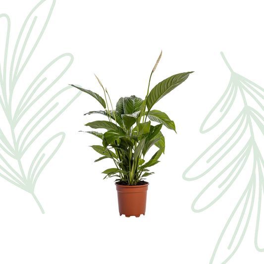 Spathiphyllum Bingo Cupido - 80 cm - Forestbloom