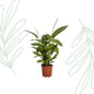 Spathiphyllum Bingo Cupido - 80 cm - Forestbloom