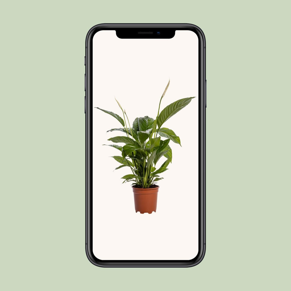 Spathiphyllum Bingo Cupido - 80 cm - Forestbloom