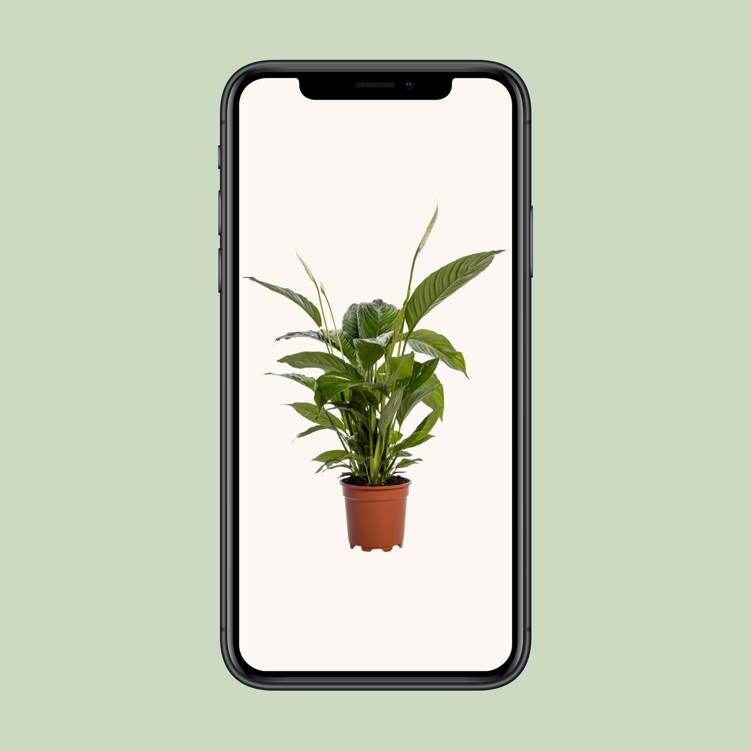 Spathiphyllum Bingo Cupido - 80 cm - Forestbloom