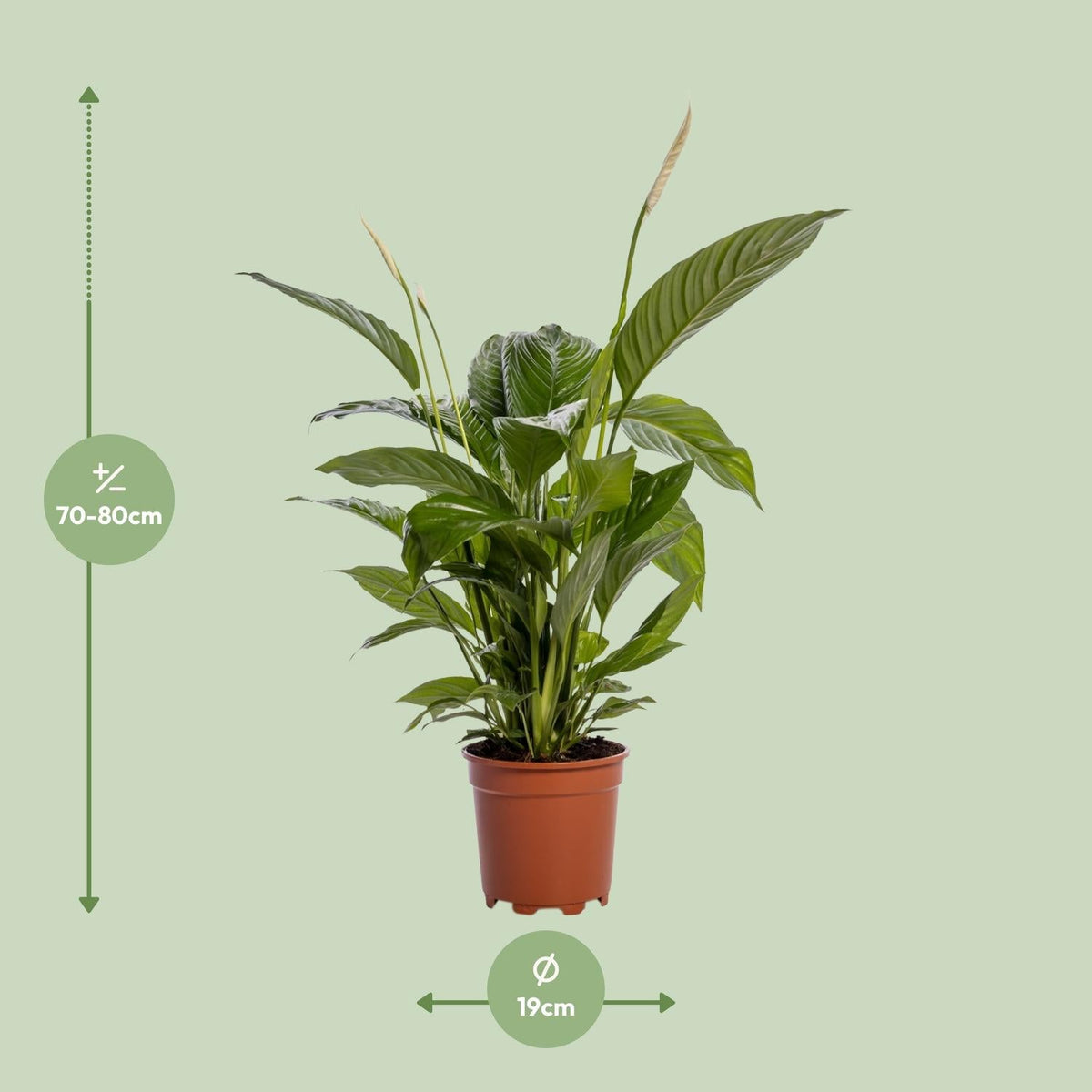Spathiphyllum Bingo Cupido - 80 cm - Forestbloom
