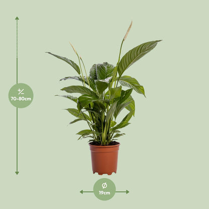 Spathiphyllum Bingo Cupido - 80 cm - Forestbloom