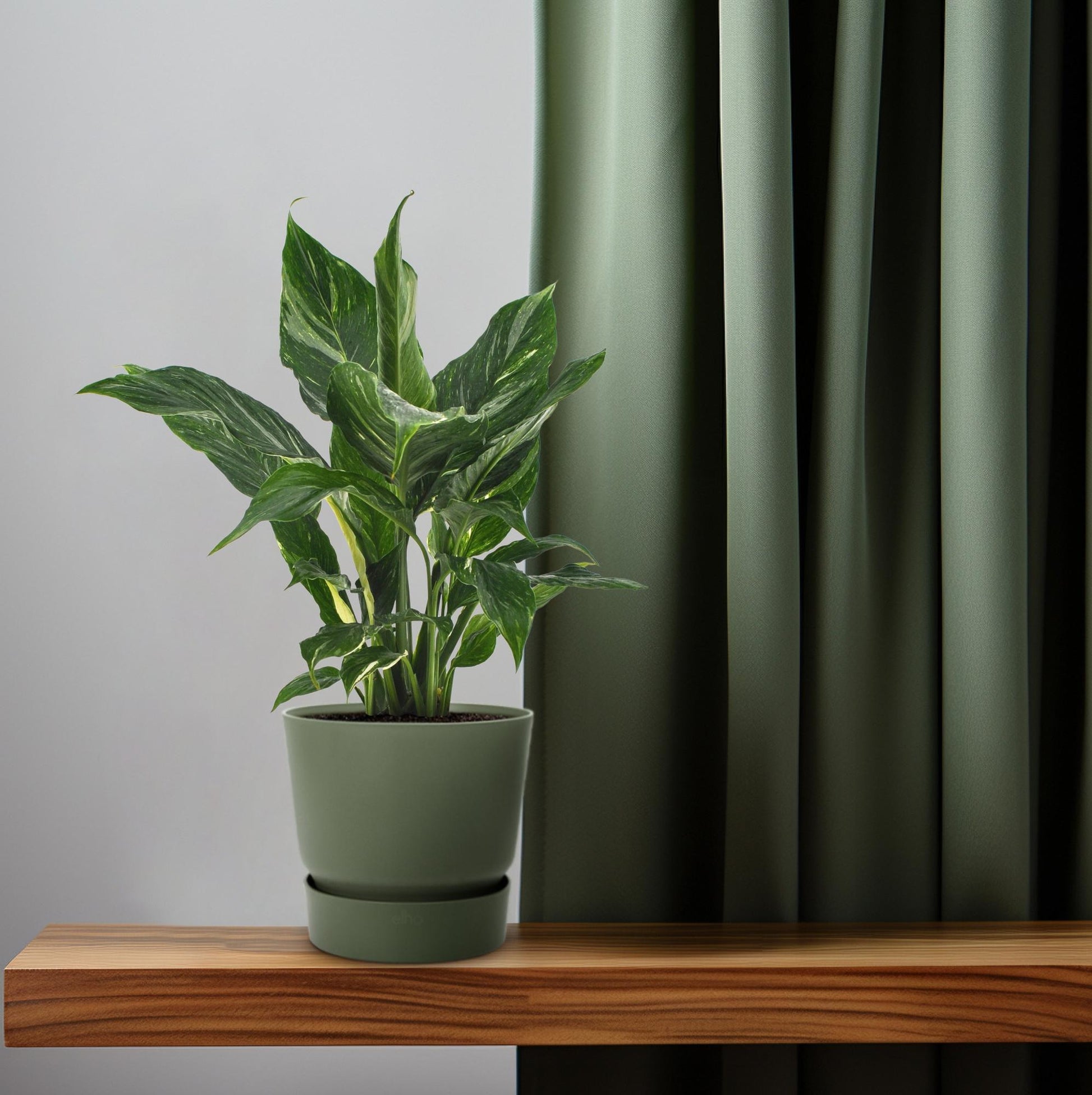 Spathiphyllum Diamond - 40 cm - Forestbloom