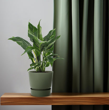 Spathiphyllum Diamond - 40 cm - Forestbloom