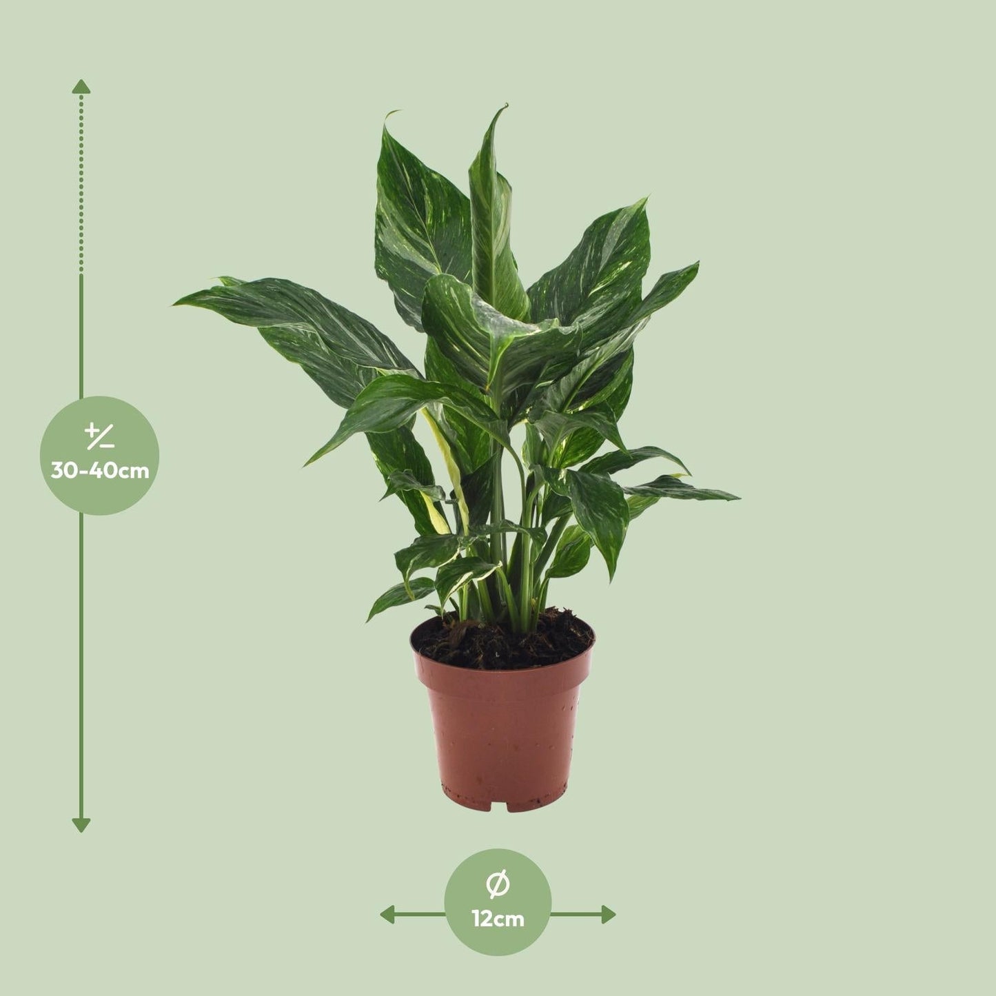 Spathiphyllum Diamond - 40 cm - Forestbloom