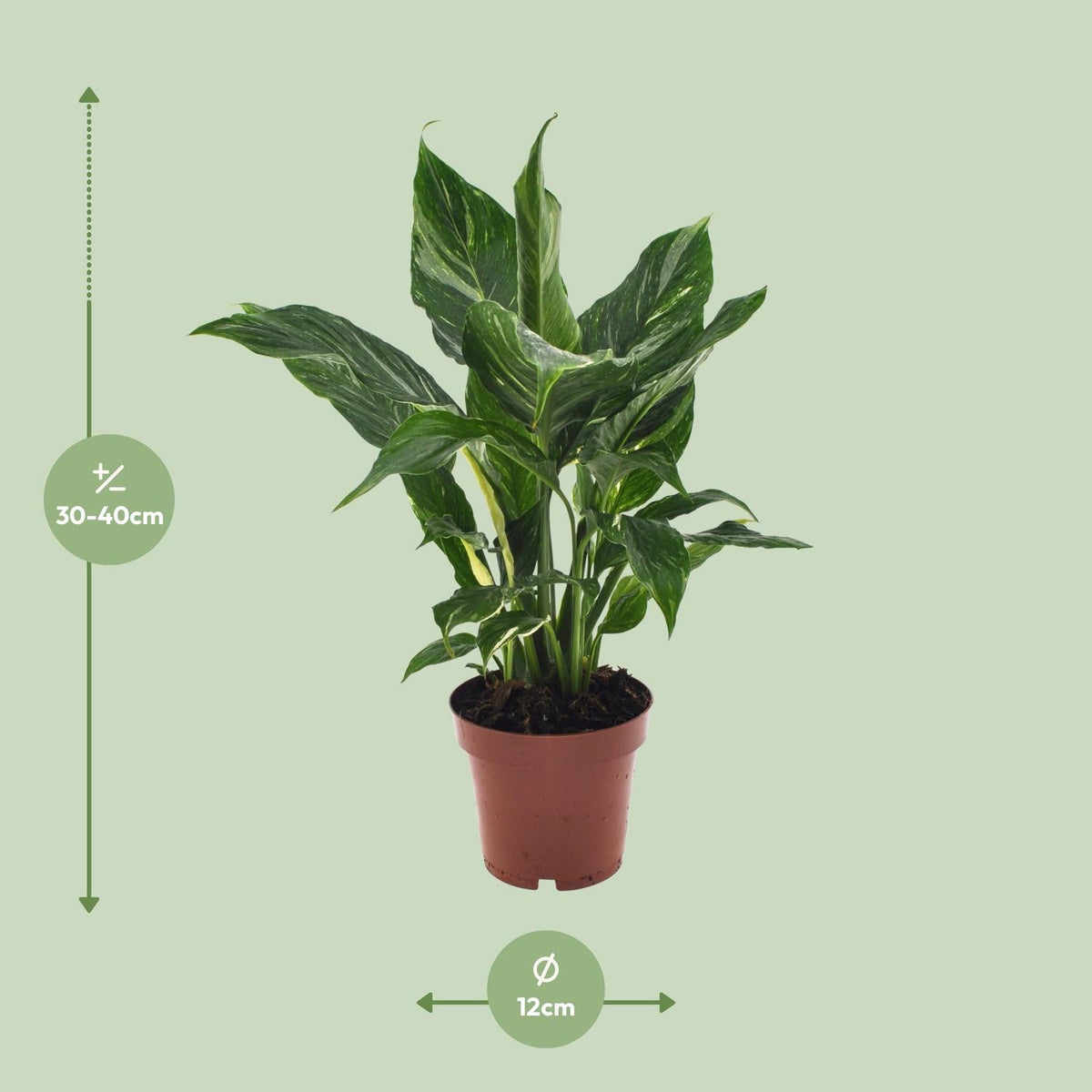 Spathiphyllum Diamond - 40 cm - Forestbloom