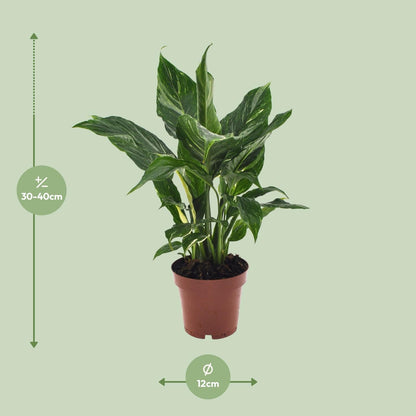 Spathiphyllum Diamond - 40 cm - Forestbloom