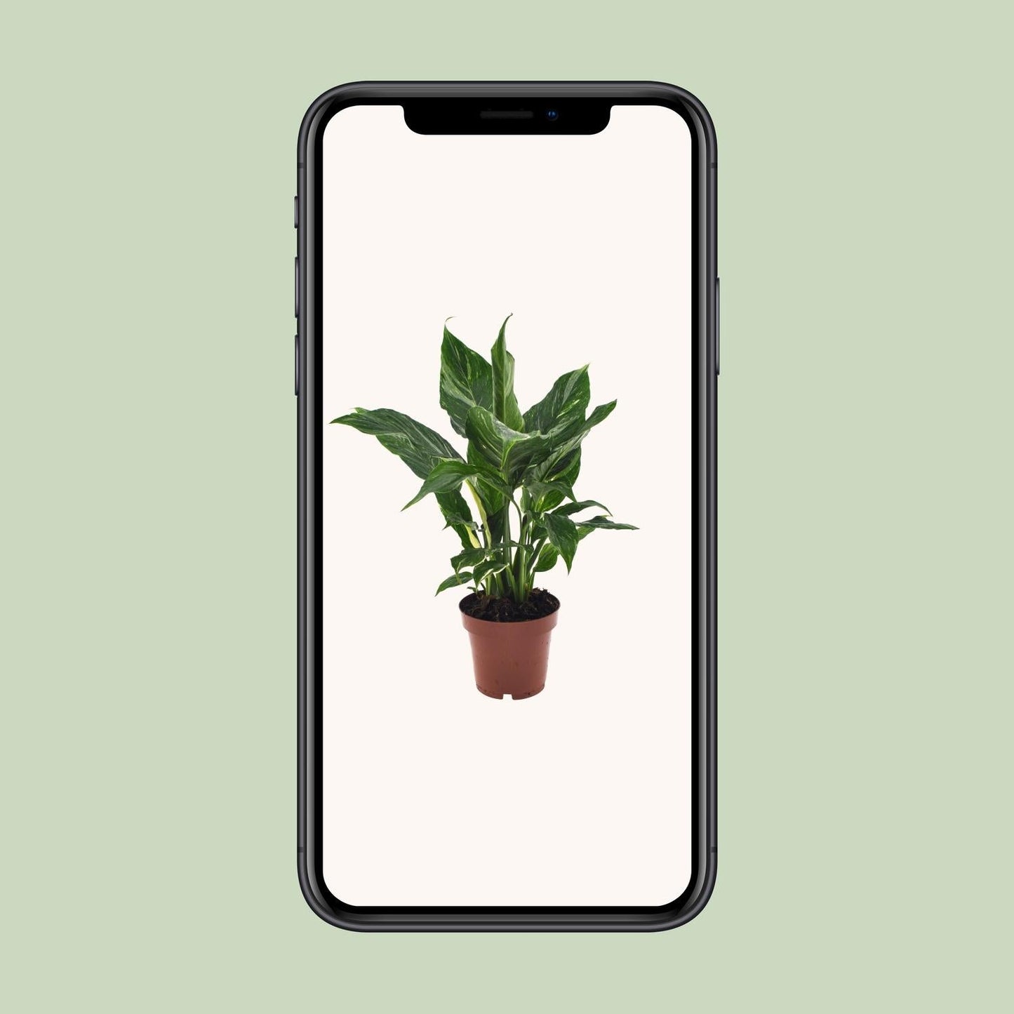 Spathiphyllum Diamond - 40 cm - Forestbloom