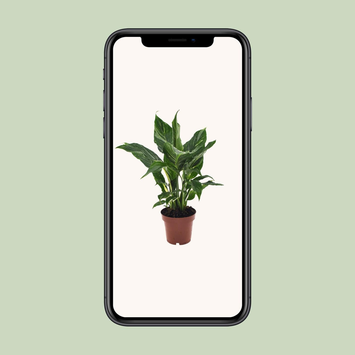 Spathiphyllum Diamond - 40 cm - Forestbloom