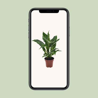 Spathiphyllum Diamond - 40 cm - Forestbloom