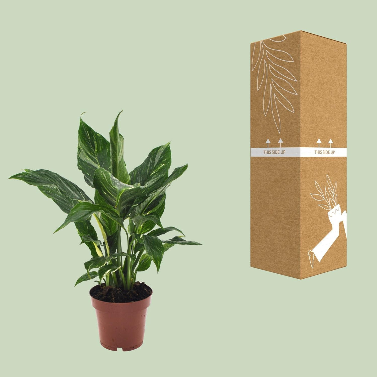 Spathiphyllum Diamond - 40 cm - Forestbloom