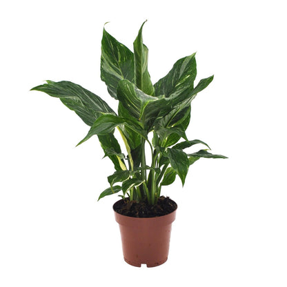 Spathiphyllum Diamond - 40 cm - Forestbloom