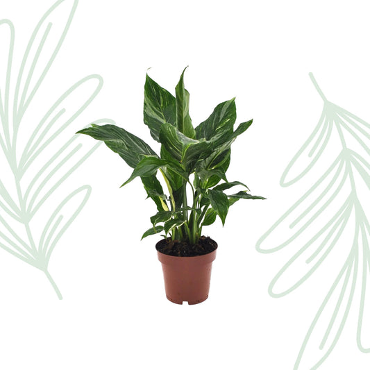 Spathiphyllum Diamond - 40 cm - Forestbloom