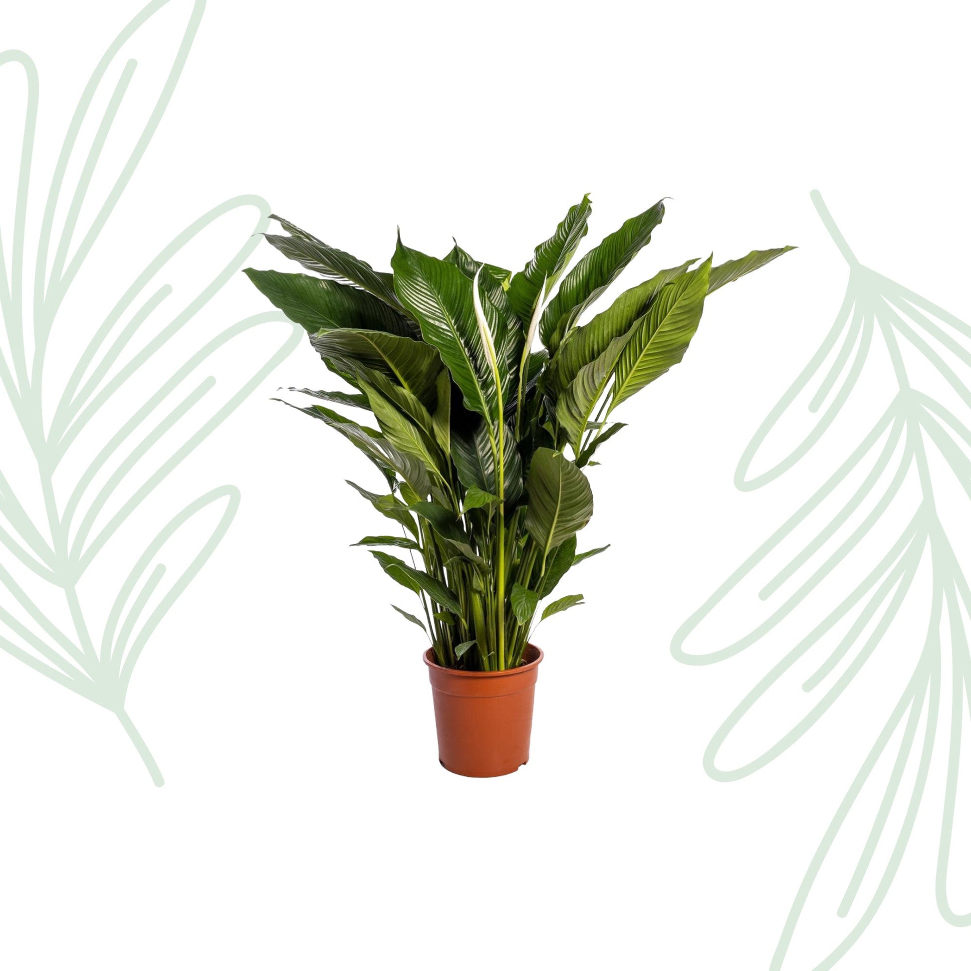 Spathiphyllum Sweet Sebastiano - 110 cm - Forestbloom