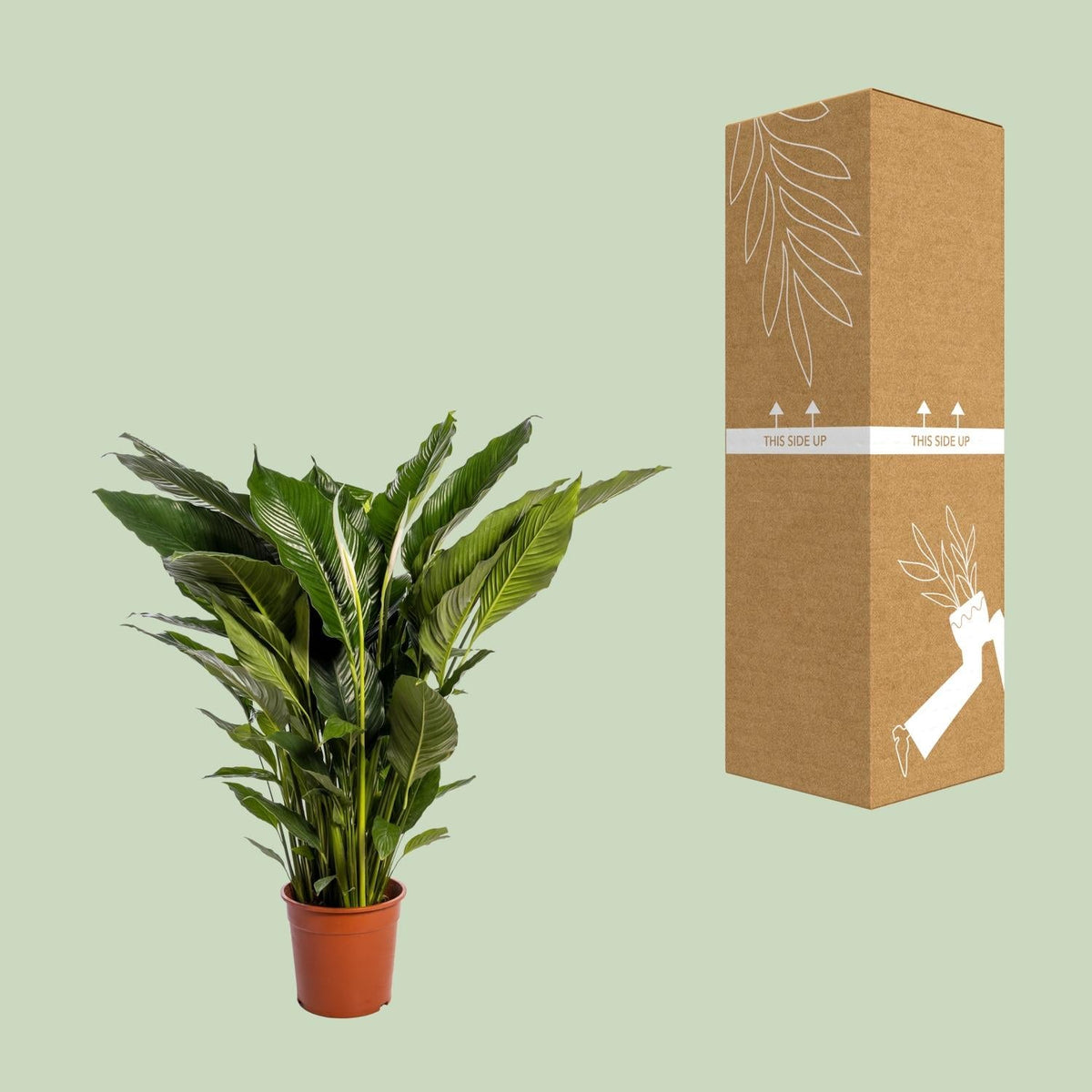 Spathiphyllum Sweet Sebastiano - 110 cm - Forestbloom