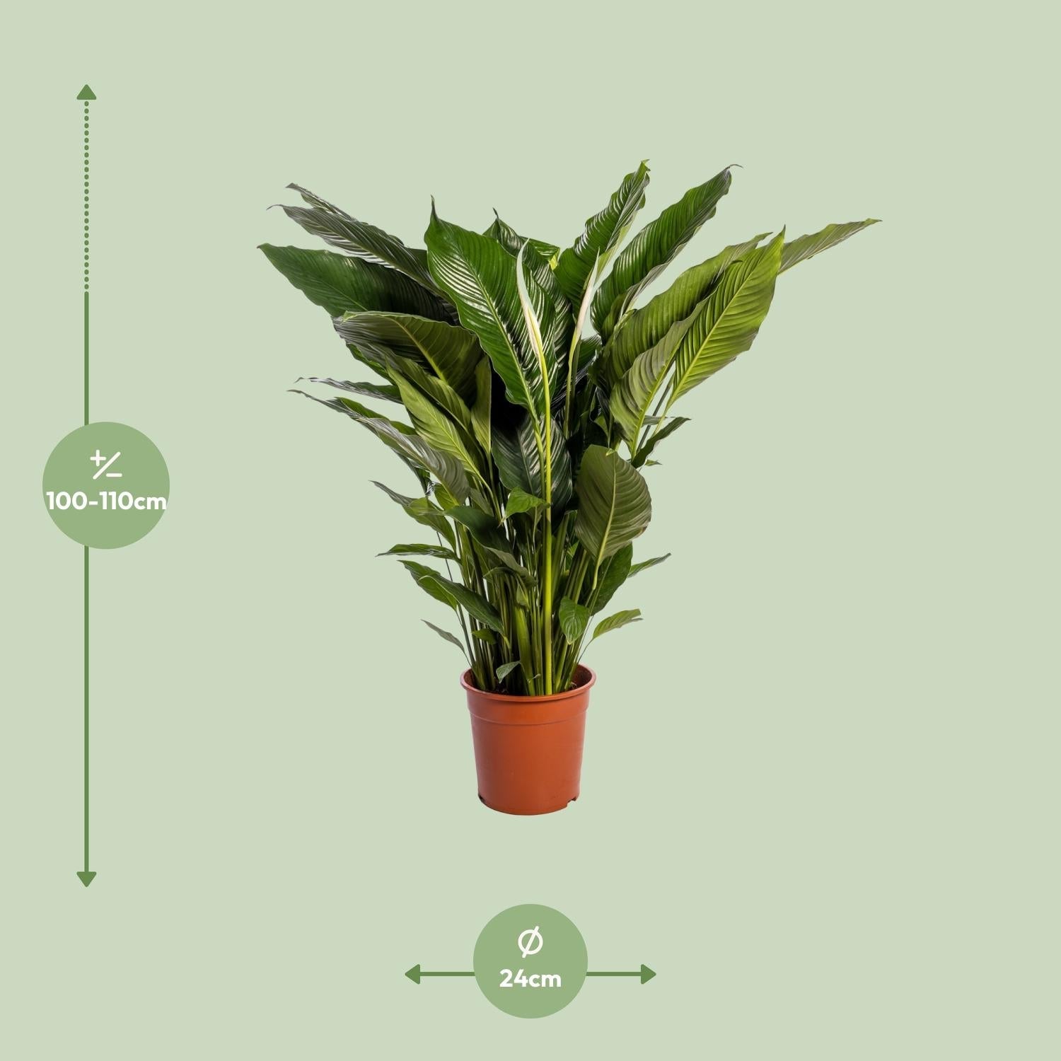 Spathiphyllum Sweet Sebastiano - 110 cm - Forestbloom