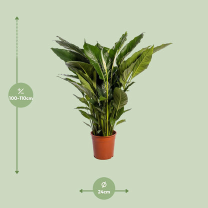 Spathiphyllum Sweet Sebastiano - 110 cm - Forestbloom