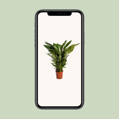 Spathiphyllum Sweet Sebastiano - 110 cm - Forestbloom