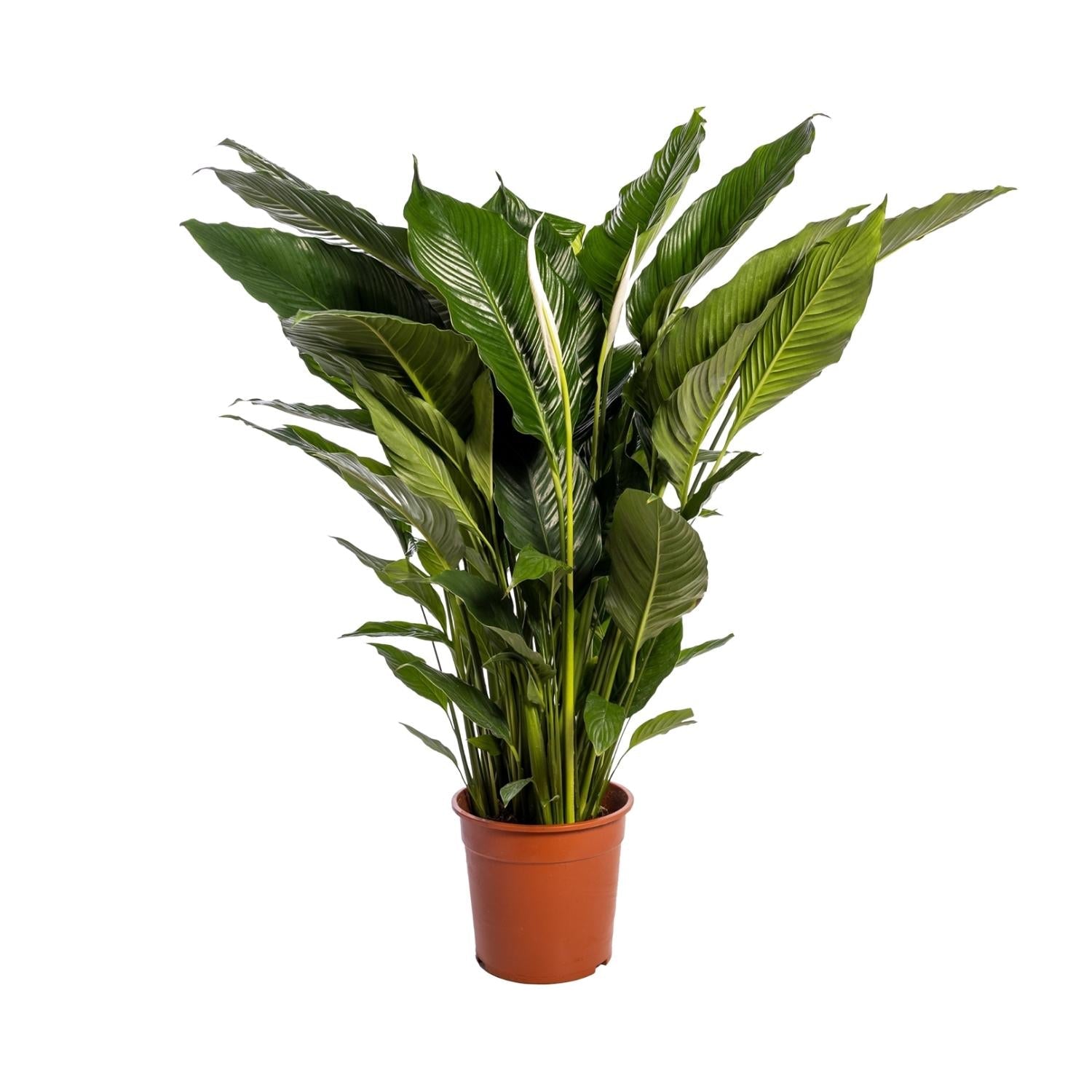 Spathiphyllum Sweet Sebastiano - 110 cm - Forestbloom