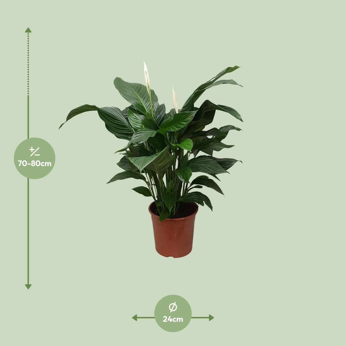 Spathiphyllum Sweet Silvana - 80 cm - Forestbloom