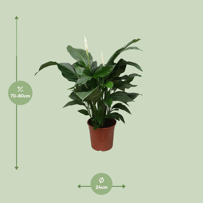 Spathiphyllum Sweet Silvana - 80 cm - Forestbloom