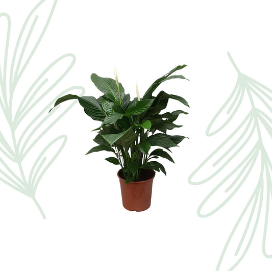Spathiphyllum Sweet Silvana - 80 cm - Forestbloom