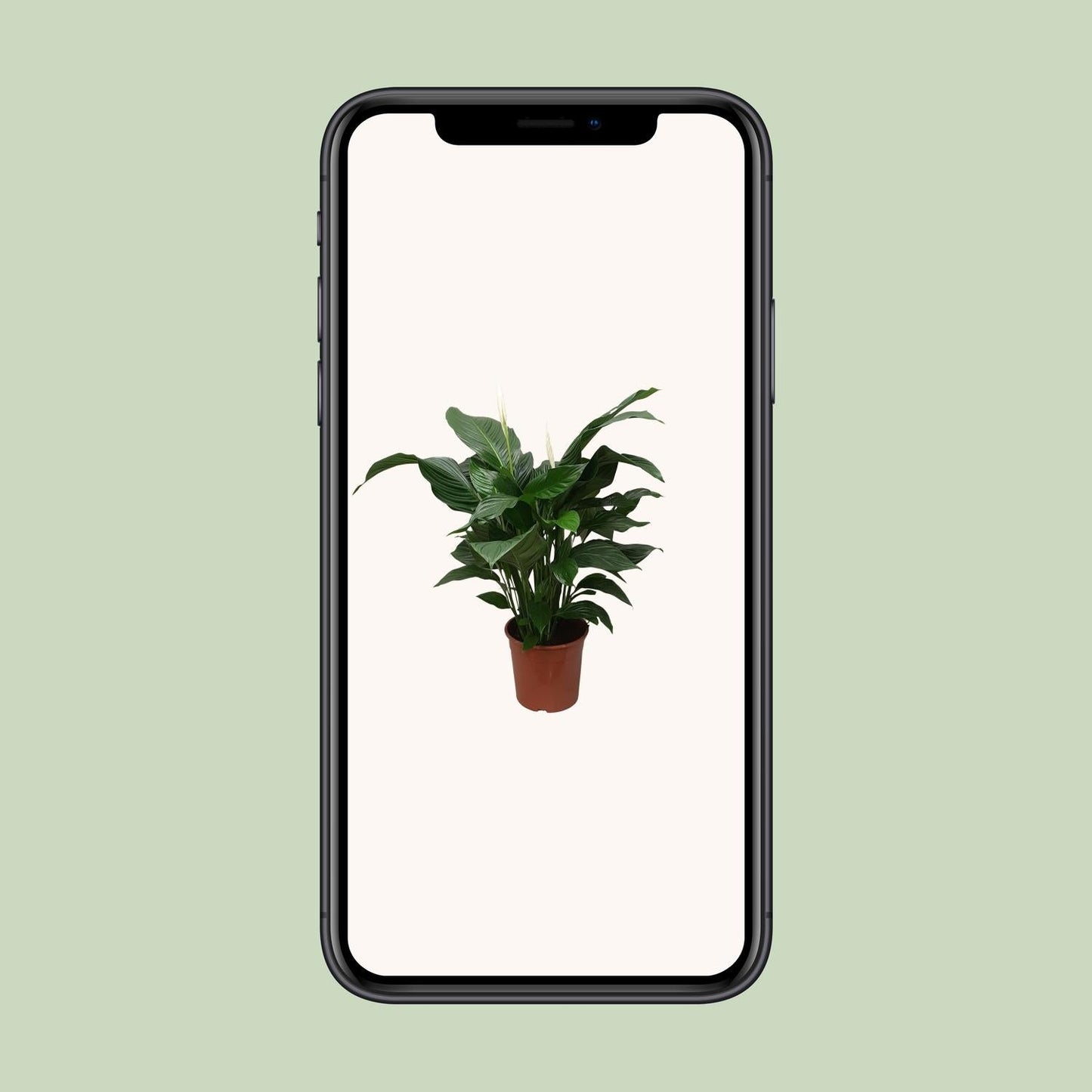 Spathiphyllum Sweet Silvana - 80 cm - Forestbloom