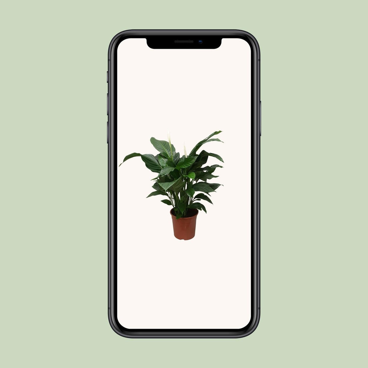 Spathiphyllum Sweet Silvana - 80 cm - Forestbloom