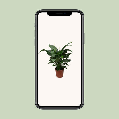 Spathiphyllum Sweet Silvana - 80 cm - Forestbloom