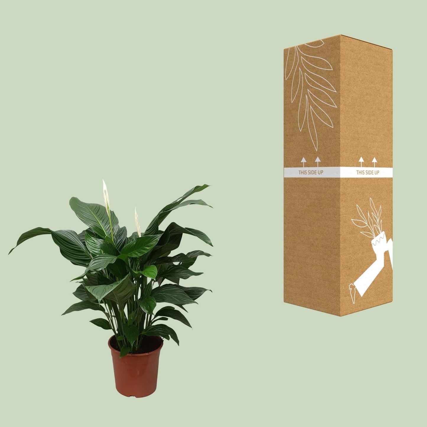 Spathiphyllum Sweet Silvana - 80 cm - Forestbloom