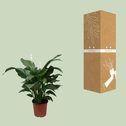 Spathiphyllum Sweet Silvana - 80 cm - Forestbloom