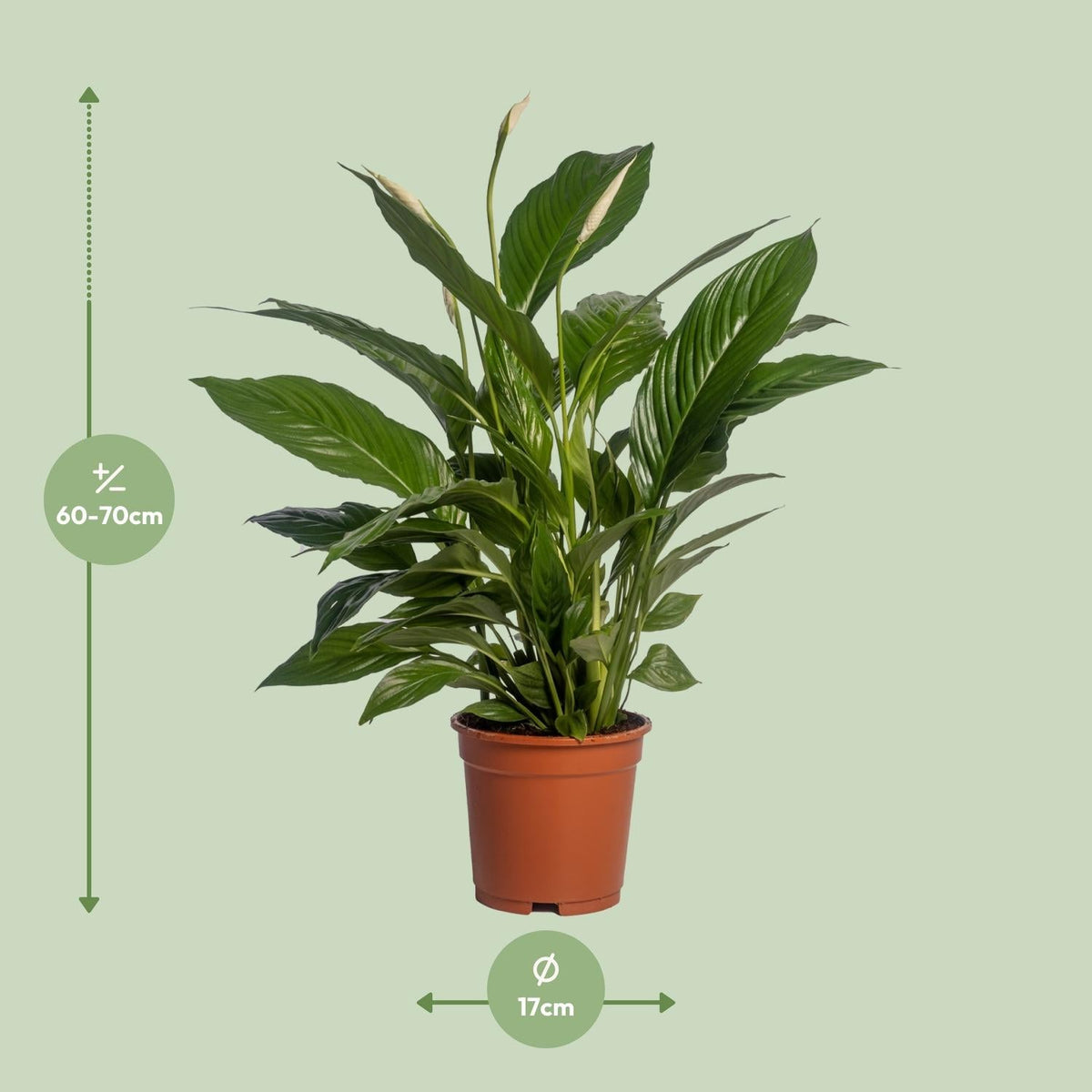 Spathiphyllum Vivaldi - 70 cm - Forestbloom