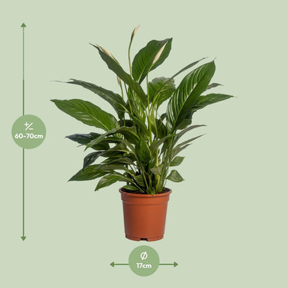 Spathiphyllum Vivaldi - 70 cm - Forestbloom