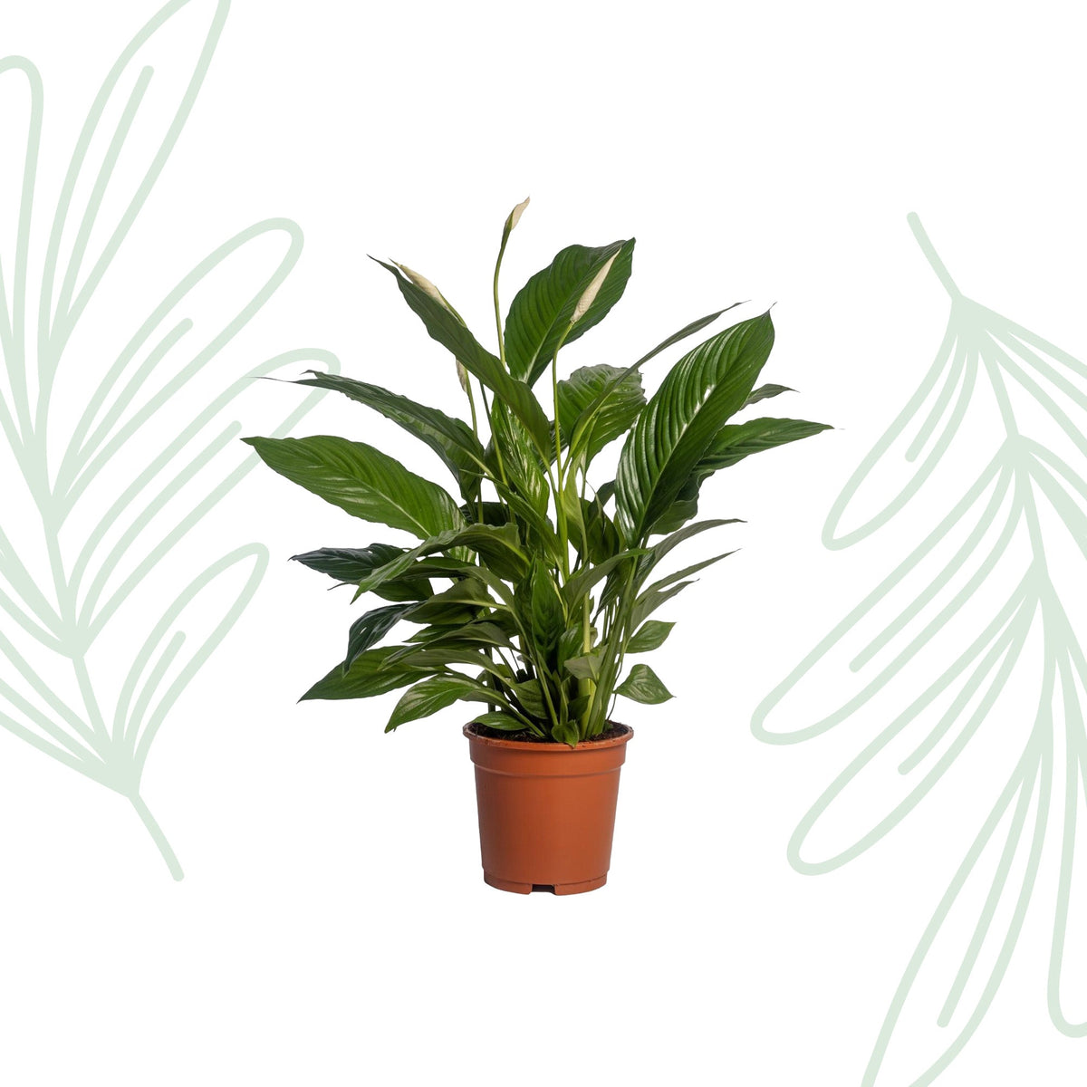 Spathiphyllum Vivaldi - 70 cm - Forestbloom