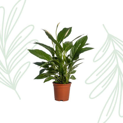 Spathiphyllum Vivaldi - 70 cm - Forestbloom