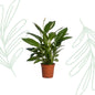 Spathiphyllum Vivaldi - 70 cm - Forestbloom