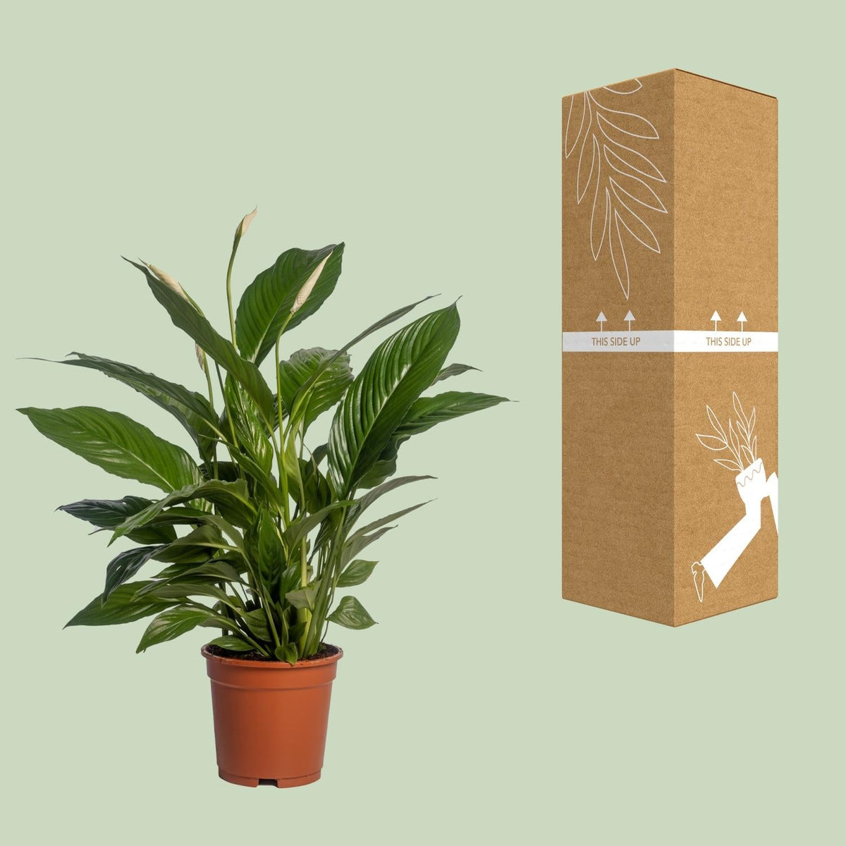 Spathiphyllum Vivaldi - 70 cm - Forestbloom