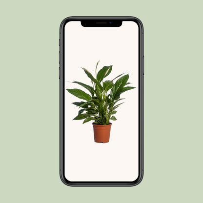 Spathiphyllum Vivaldi - 70 cm - Forestbloom