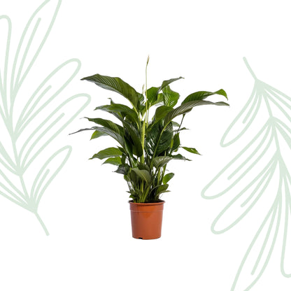 Spathiphyllum Bellini - 100cm
