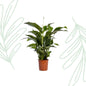 Spathiphyllum Bellini - 100cm