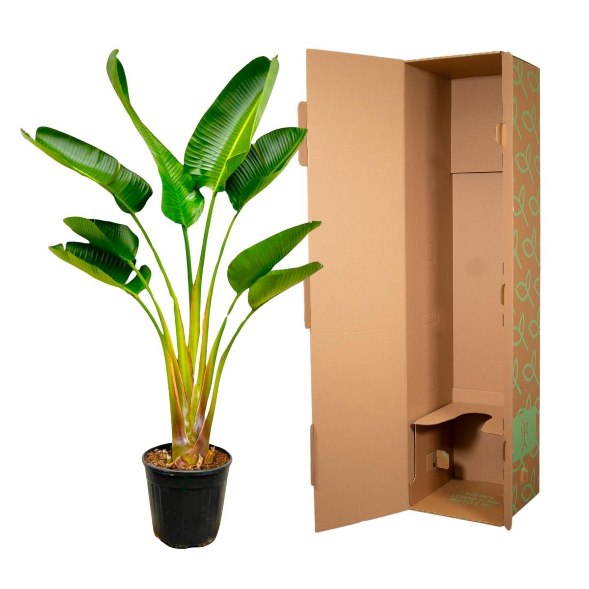 Strelitzia Augusta - 160 cm - Forestbloom