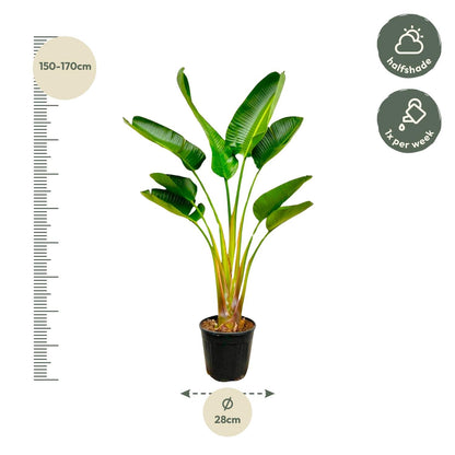 Strelitzia Augusta - 160 cm - Forestbloom