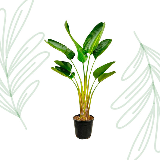 Strelitzia Augusta - 160 cm - Forestbloom