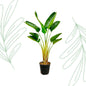 Strelitzia Augusta - 160 cm - Forestbloom