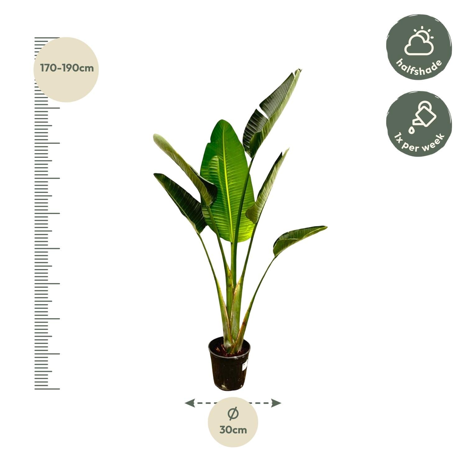 Strelitzia Augusta - 180 cm - Forestbloom